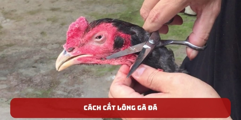 cách cắt lông gà đá