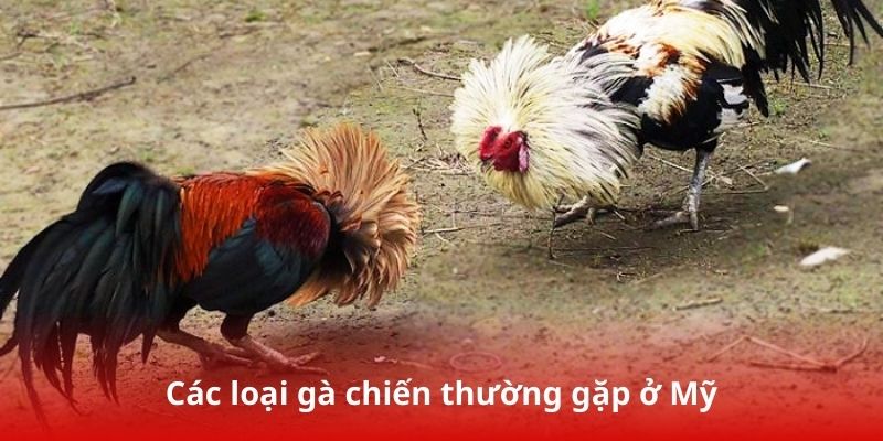 Các loại gà chiến thường gặp ở Mỹ