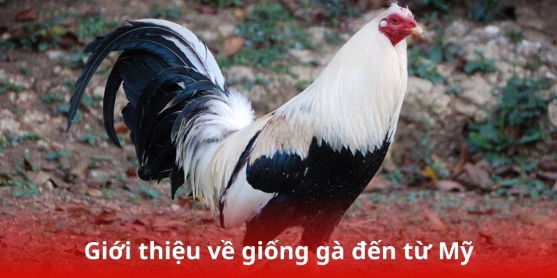 Giới thiệu về giống gà đến từ Mỹ