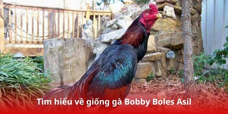 Tìm hiểu về giống gà Bobby Boles Asil