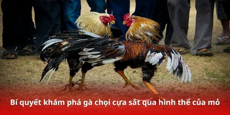 Bí quyết khám phá gà chọi cựa sắt qua hình thể của mỏ