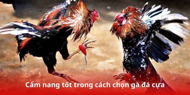 Tiêu chí đánh giá năng lực chiến đấu khi chọn gà chọi 