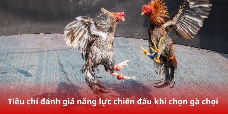 Cẩm nang tốt trong cách chọn gà đá cựa