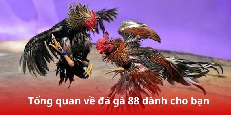 Tổng quan về Đá Gà 88 dành cho bạn