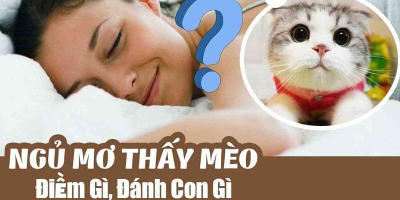 Đôi nét về mơ thấy mèo