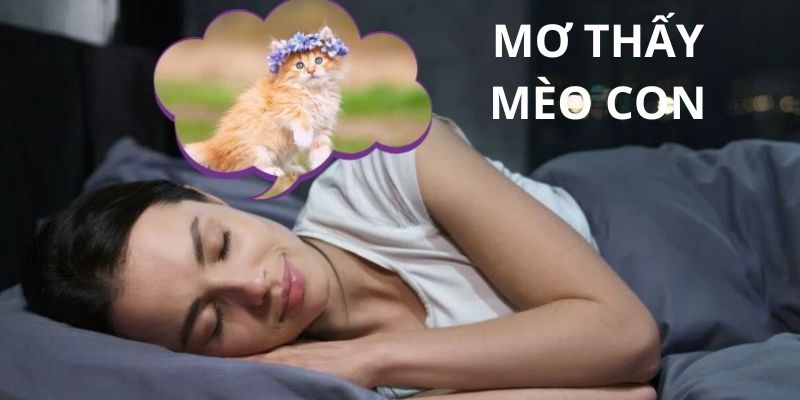 Mèo con luôn mang đến điềm báo tốt, mở ra cơ hội trong cuộc sống