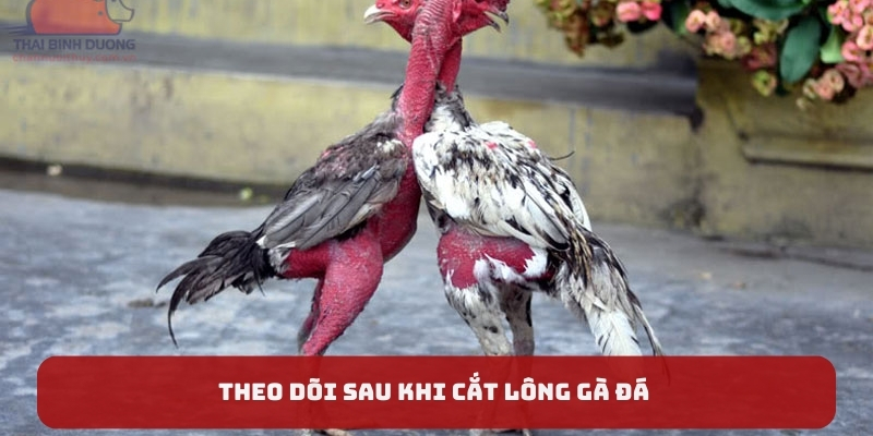 Cần theo dõi gà sau khi cắt lông