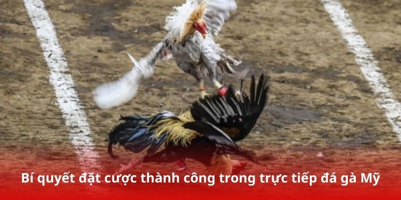 Bí quyết đặt cược thành công trong trực tiếp đá gà Mỹ