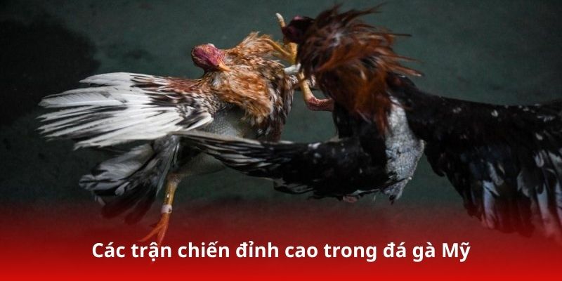 Các trận chiến đỉnh cao trong đá gà Mỹ